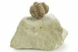 Enrolled Kainops Trilobite - Black Cat Mountain, Oklahoma #376953-2